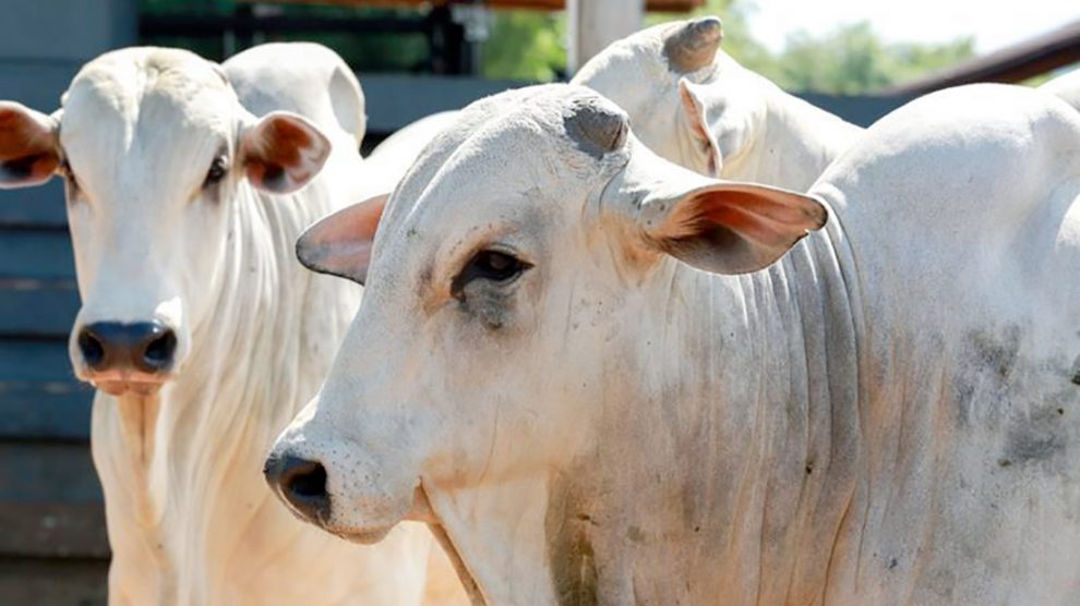 Preço do gado em Mato Grosso continua subindo e arroba do boi vai a R$ 253 em média